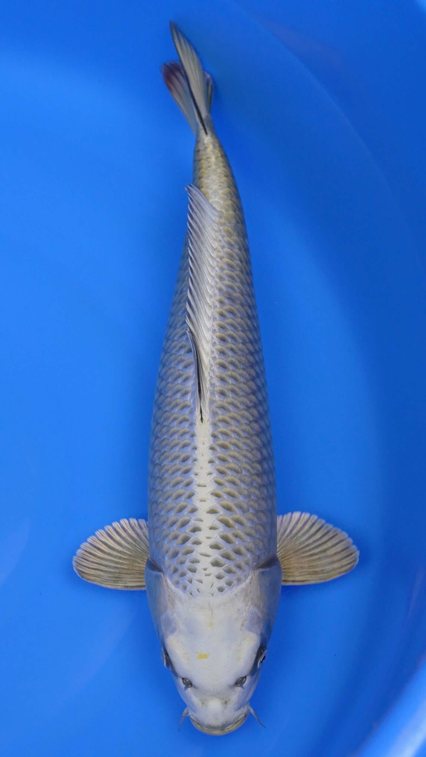 Mukashi Ogon 20 inches - 250194324