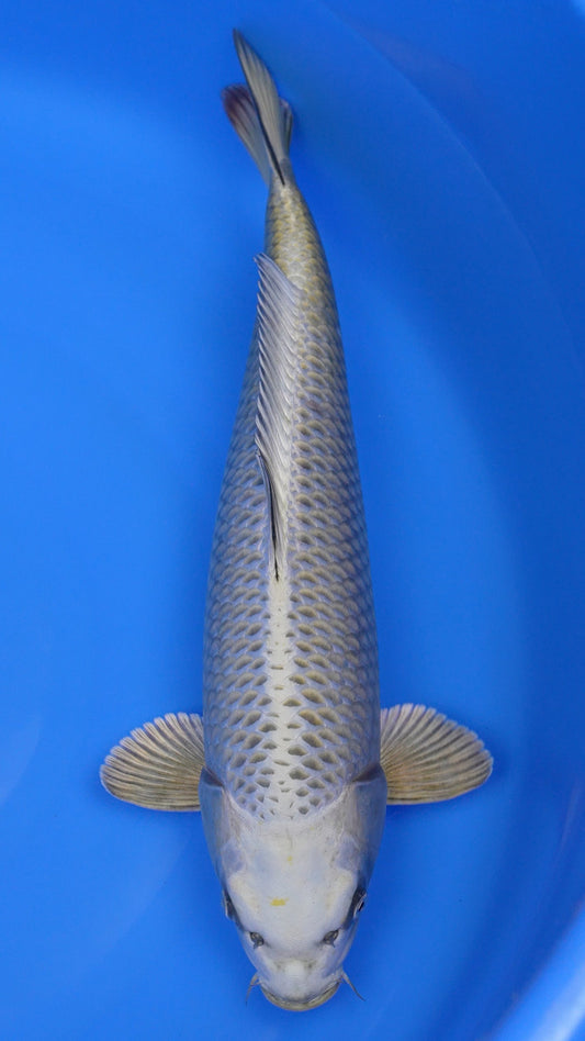 Mukashi Ogon 20 inches - 250194324
