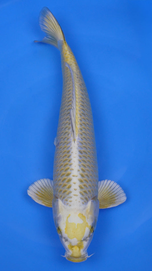 Kawari Matsuba 20 inches - 250194325