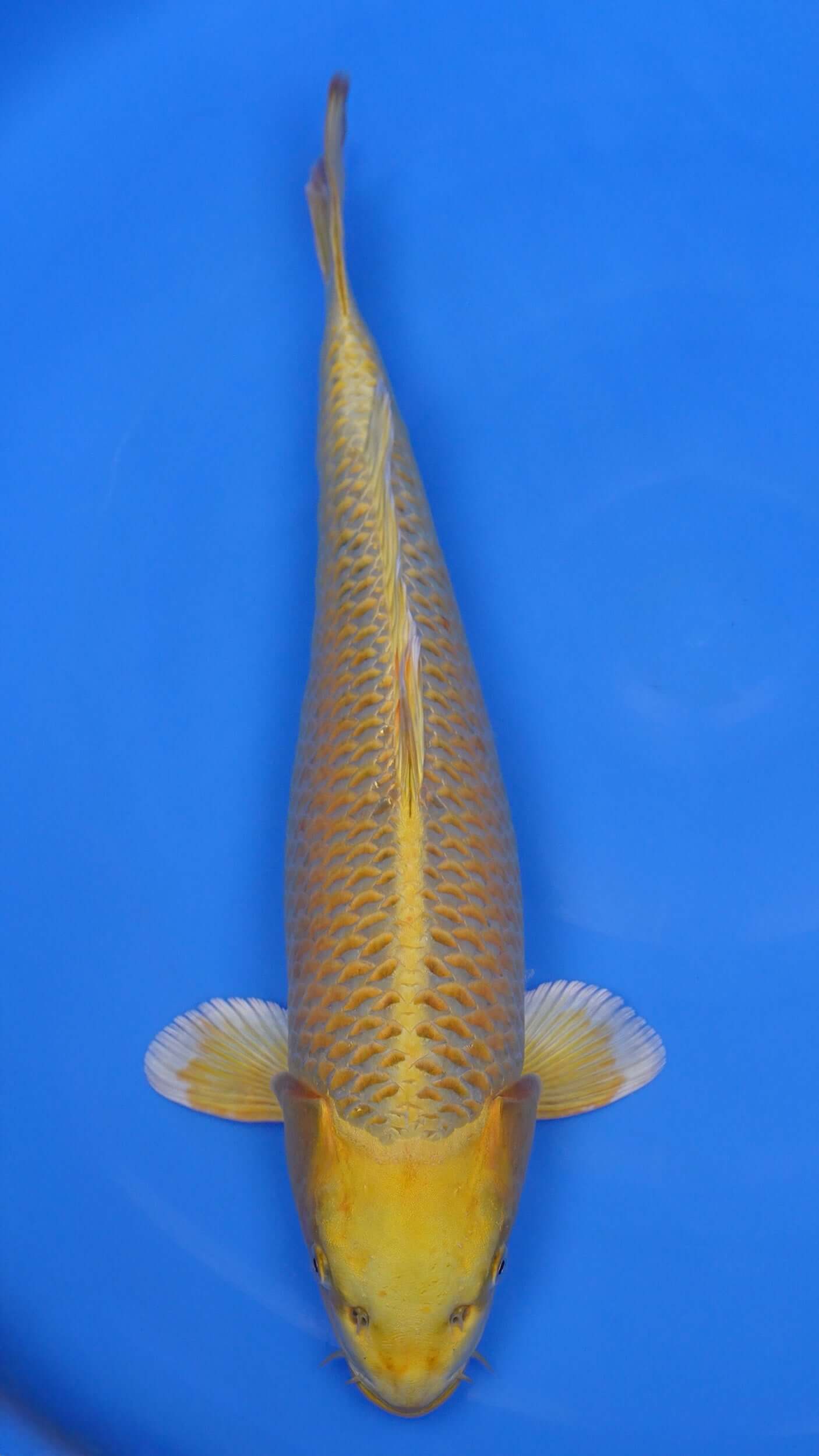Yamabuki Ogon 20 inches - 250194327