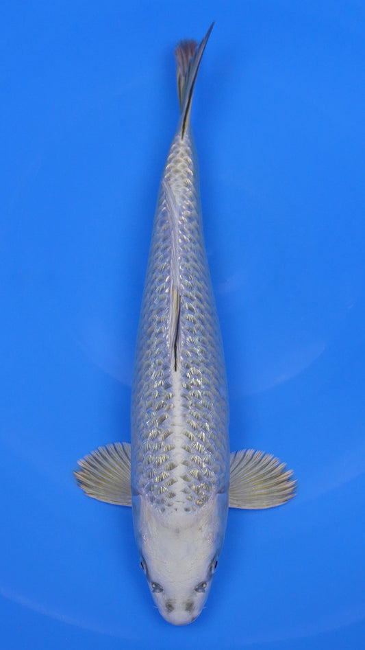 Gin Rin  Mukashi Ogon 18 inches - 250194329