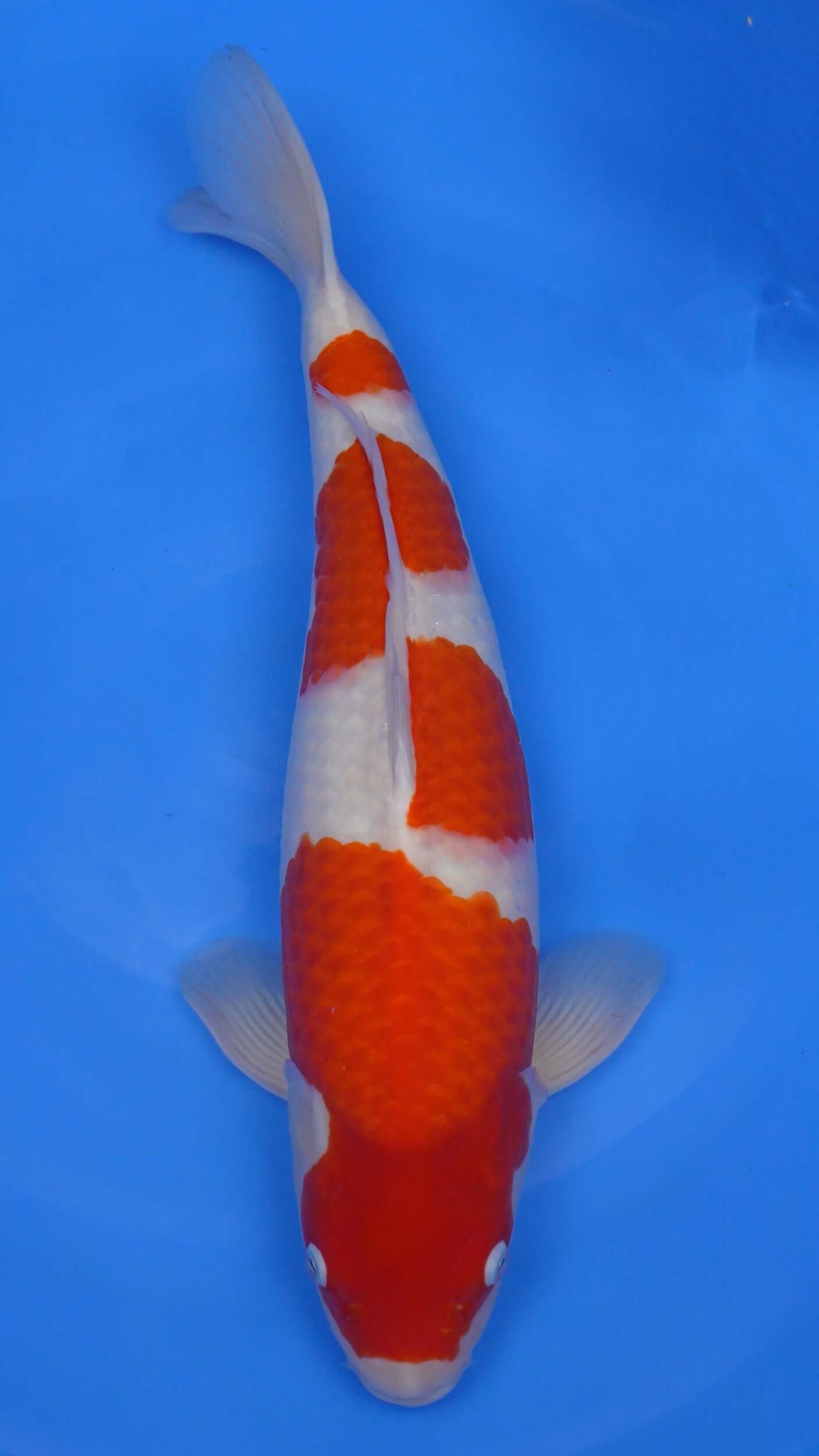 Kohaku 21 inches - 250194330