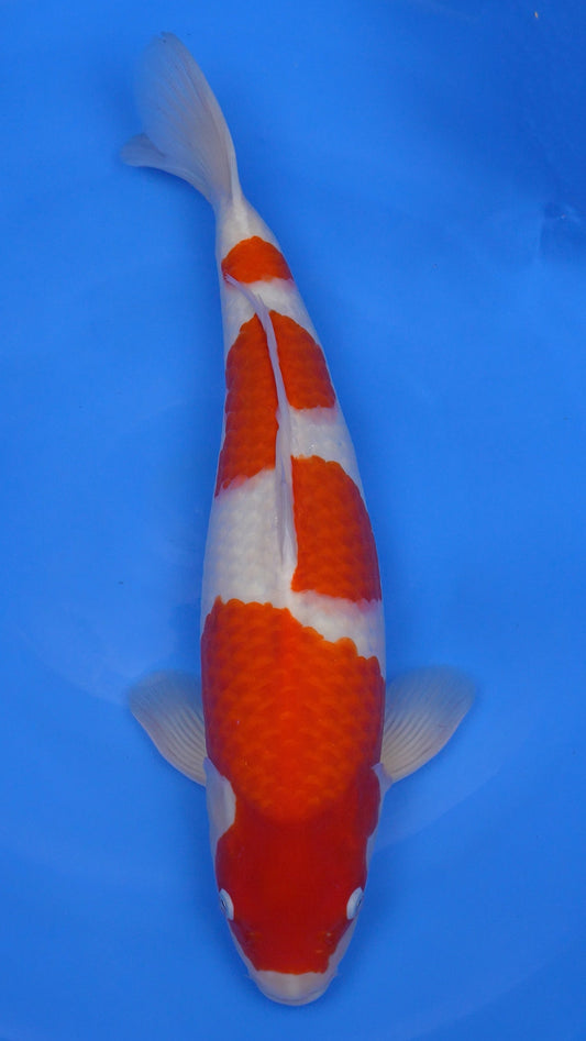 Kohaku 21 inches - 250194330