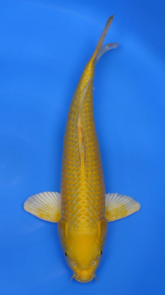 Yamabuki Ogon 19 inches - 250194331