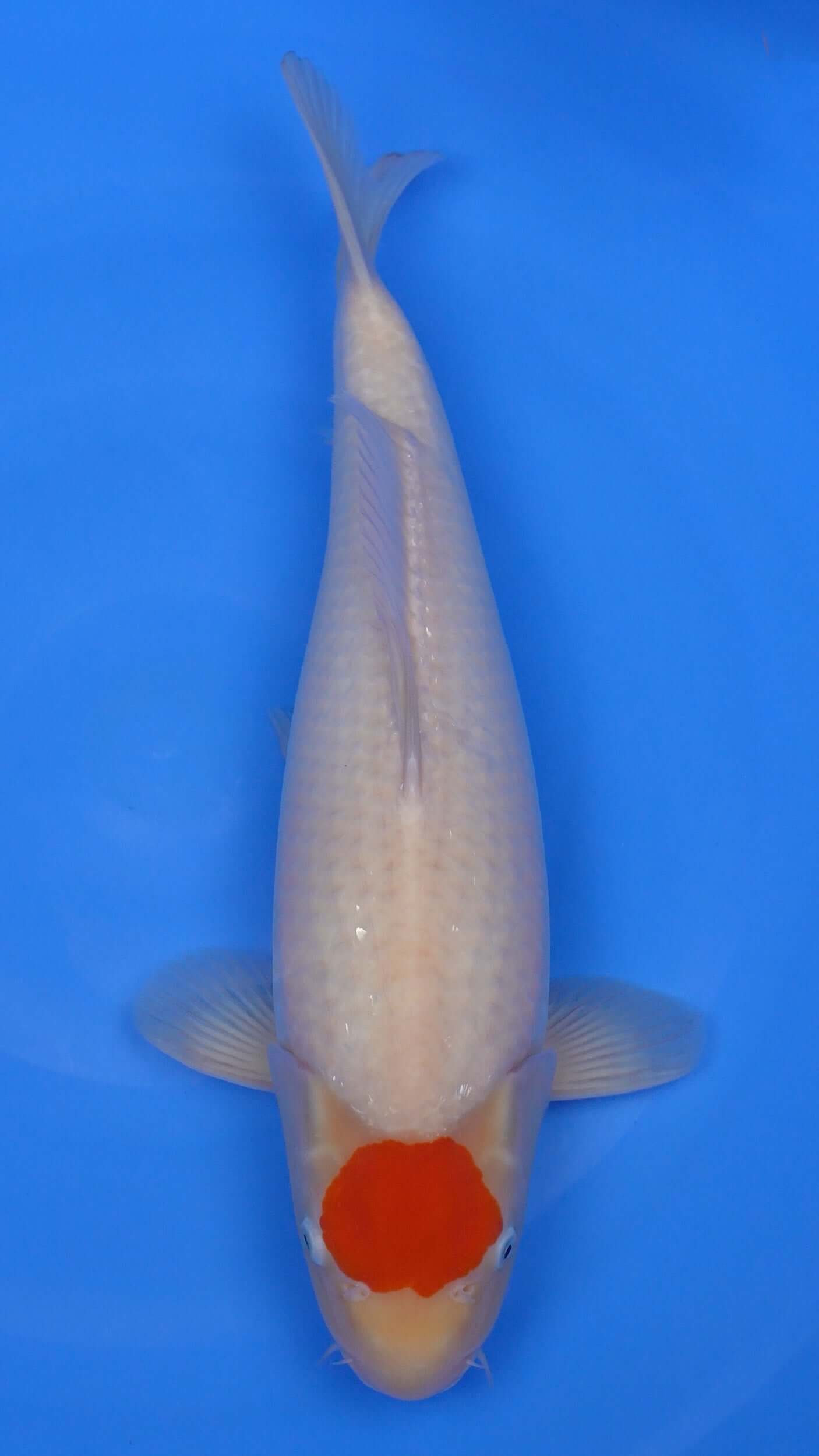 Tancho  Kohaku 19 inches - 250194332