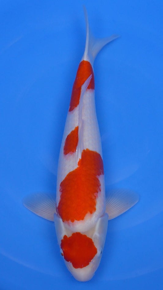 Kohaku 21 inches - 250194334