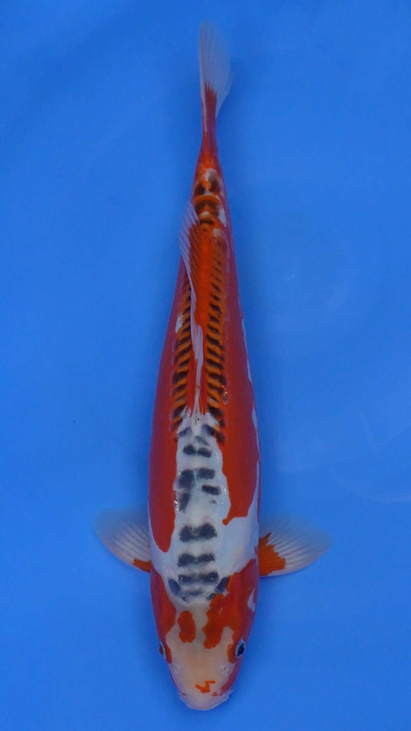 Shusui 15 inches - 250199168