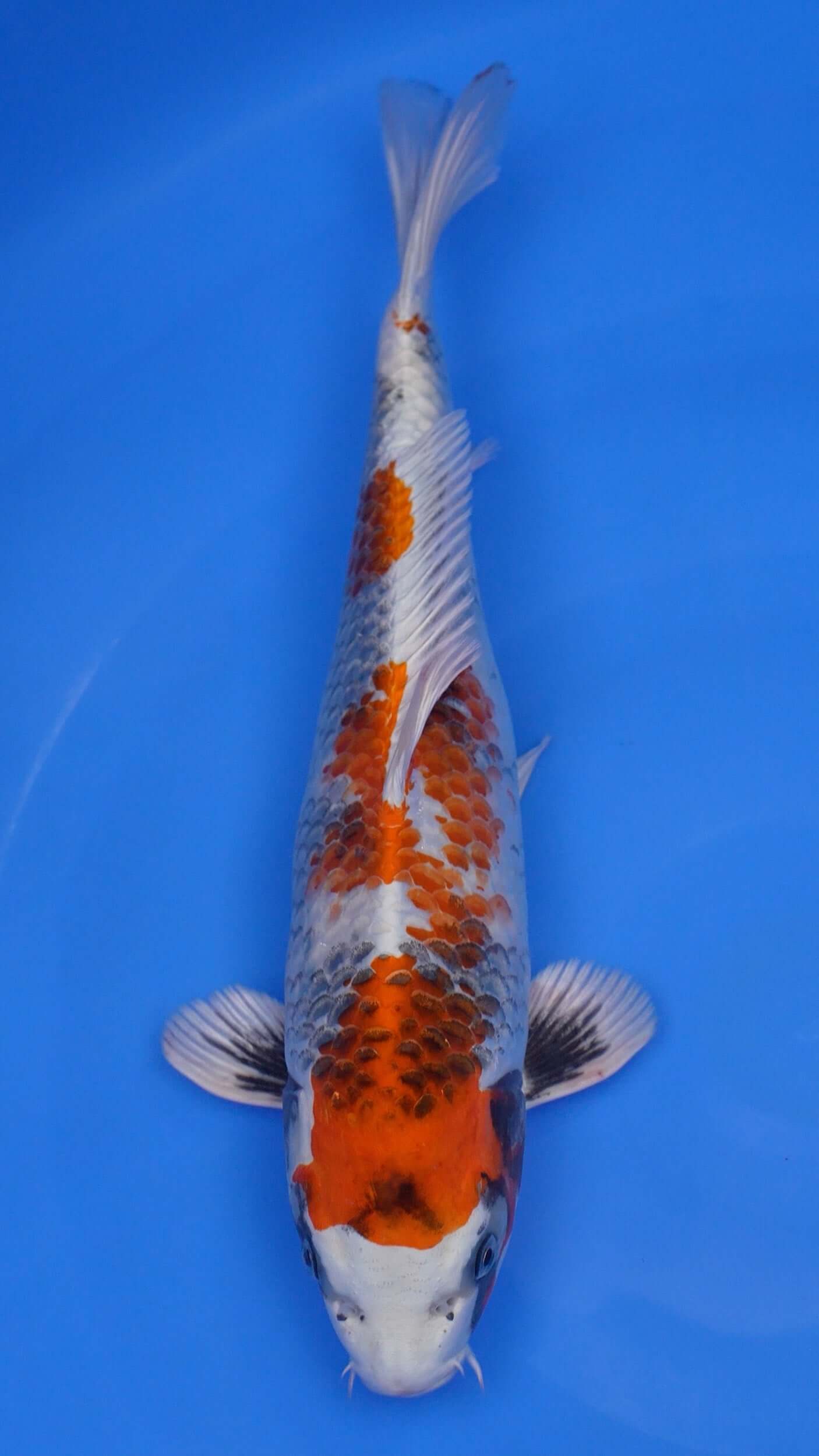 Kin Showa 16 inches - 250199170