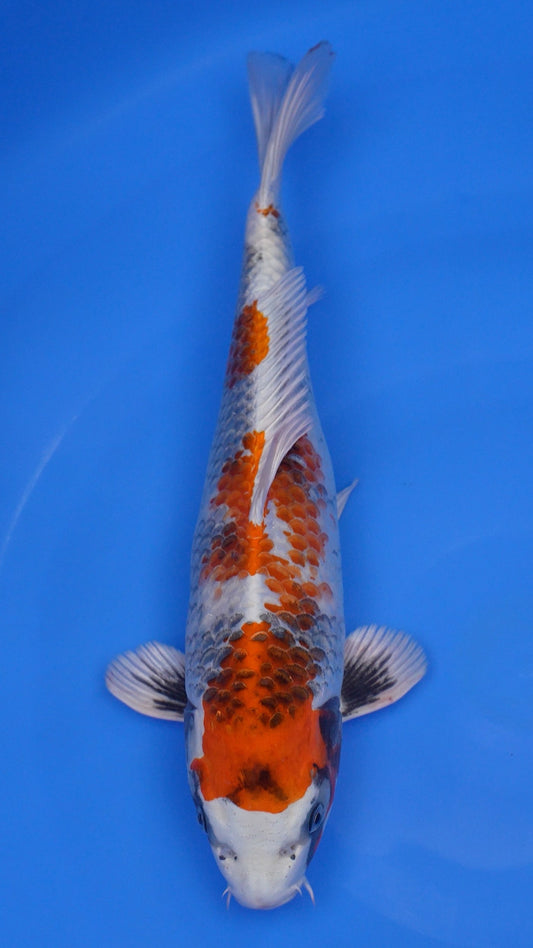 Kin Showa 16 inches - 250199170