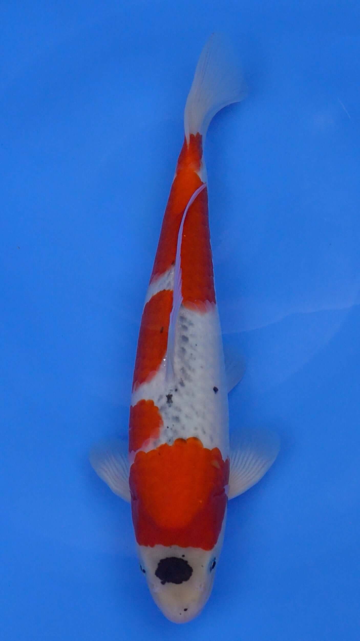 Goshiki 14 inches - 250199172