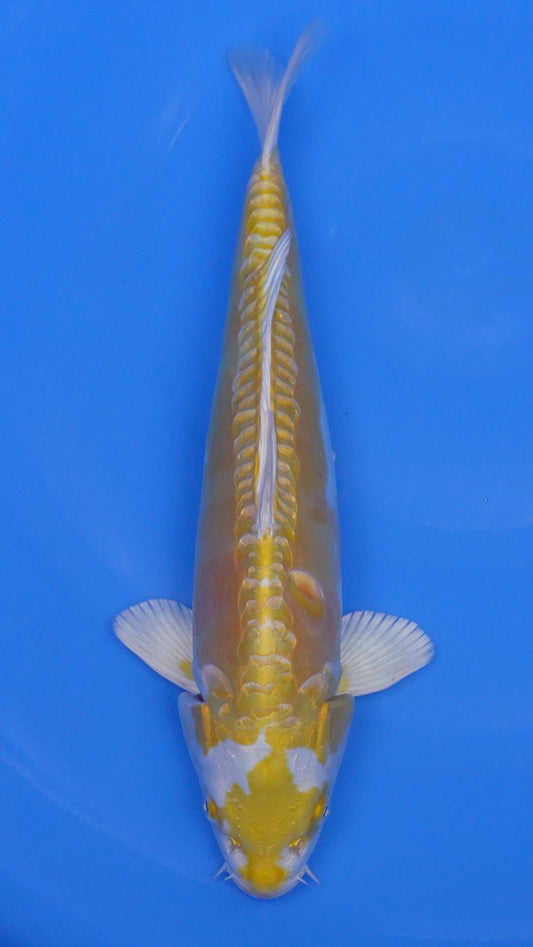 Doitsu   Hariwake 16 inches - 250199175