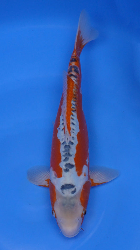 Shusui 17 inches - 250204028
