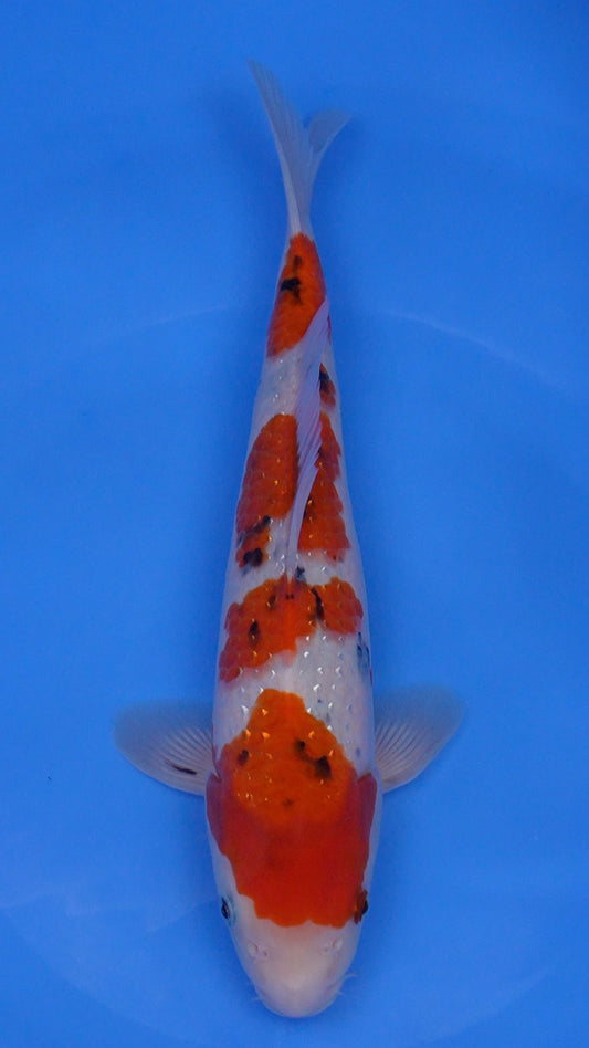 Pearl Gin Rin   Sanke 14 inches - 250204407