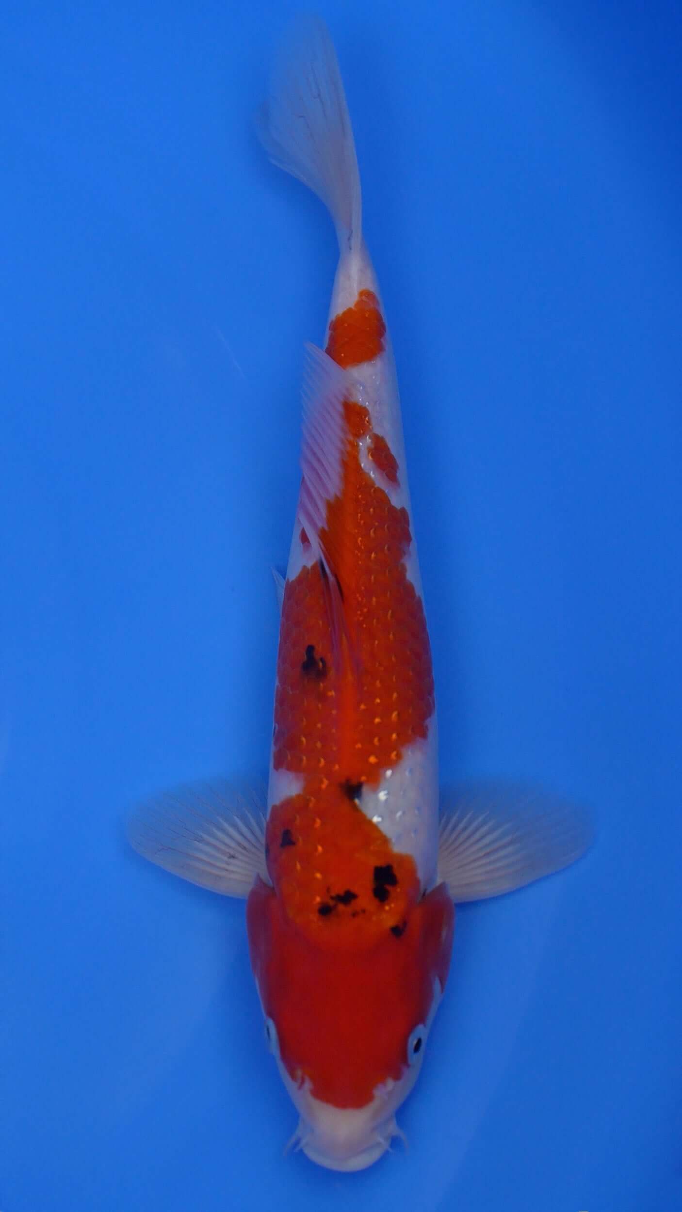 Pearl Gin Rin   Sanke 14 inches - 250204409