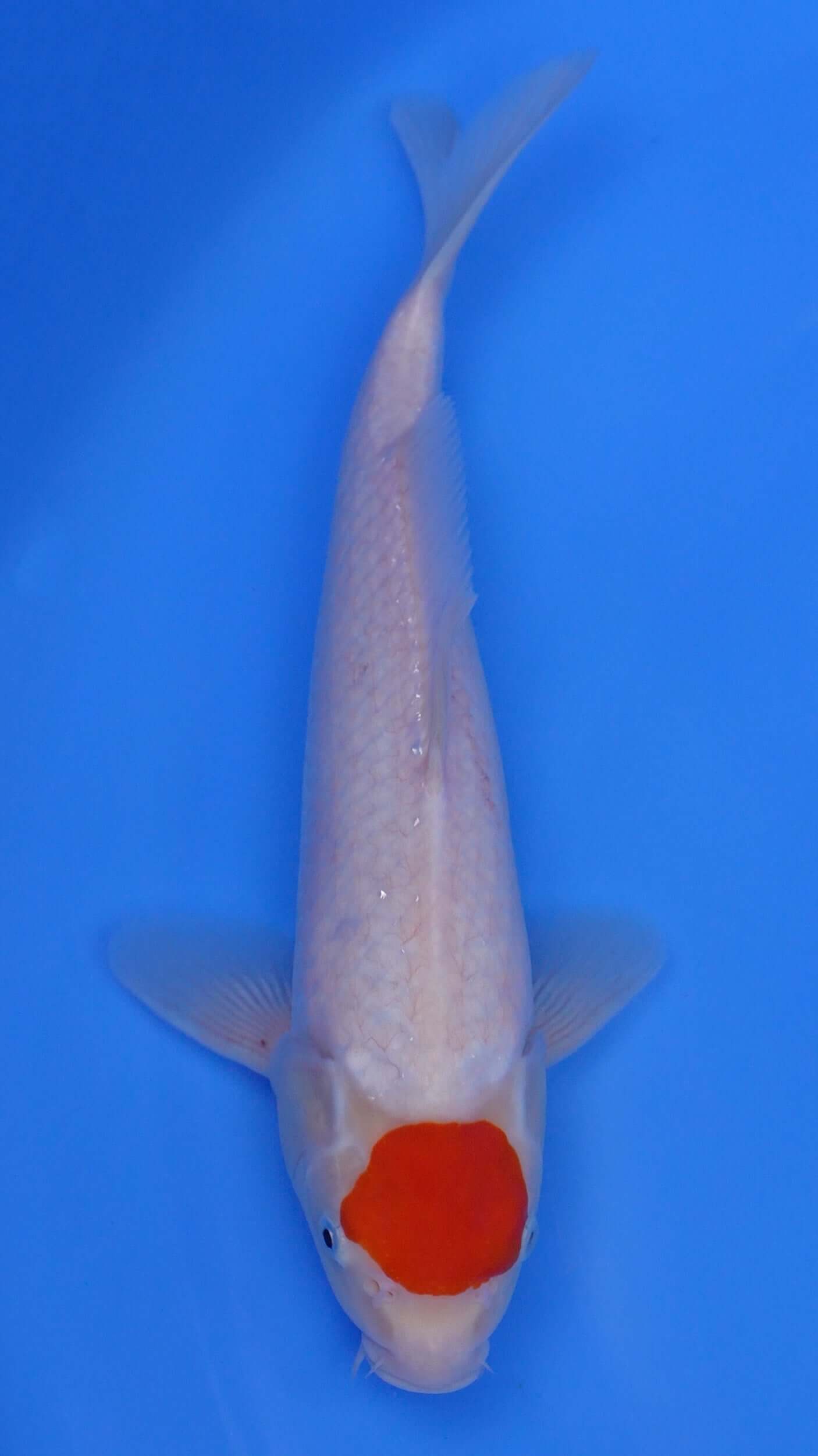 Tancho  Kohaku 14 inches - 250204414
