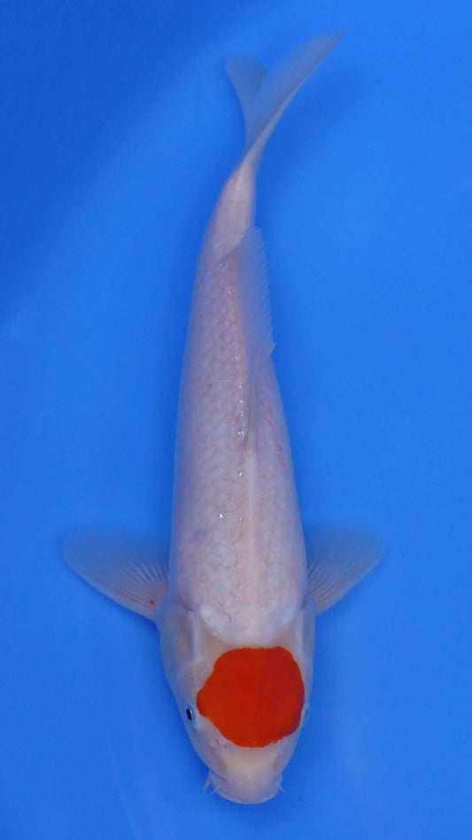 Tancho  Kohaku 14 inches - 250204414