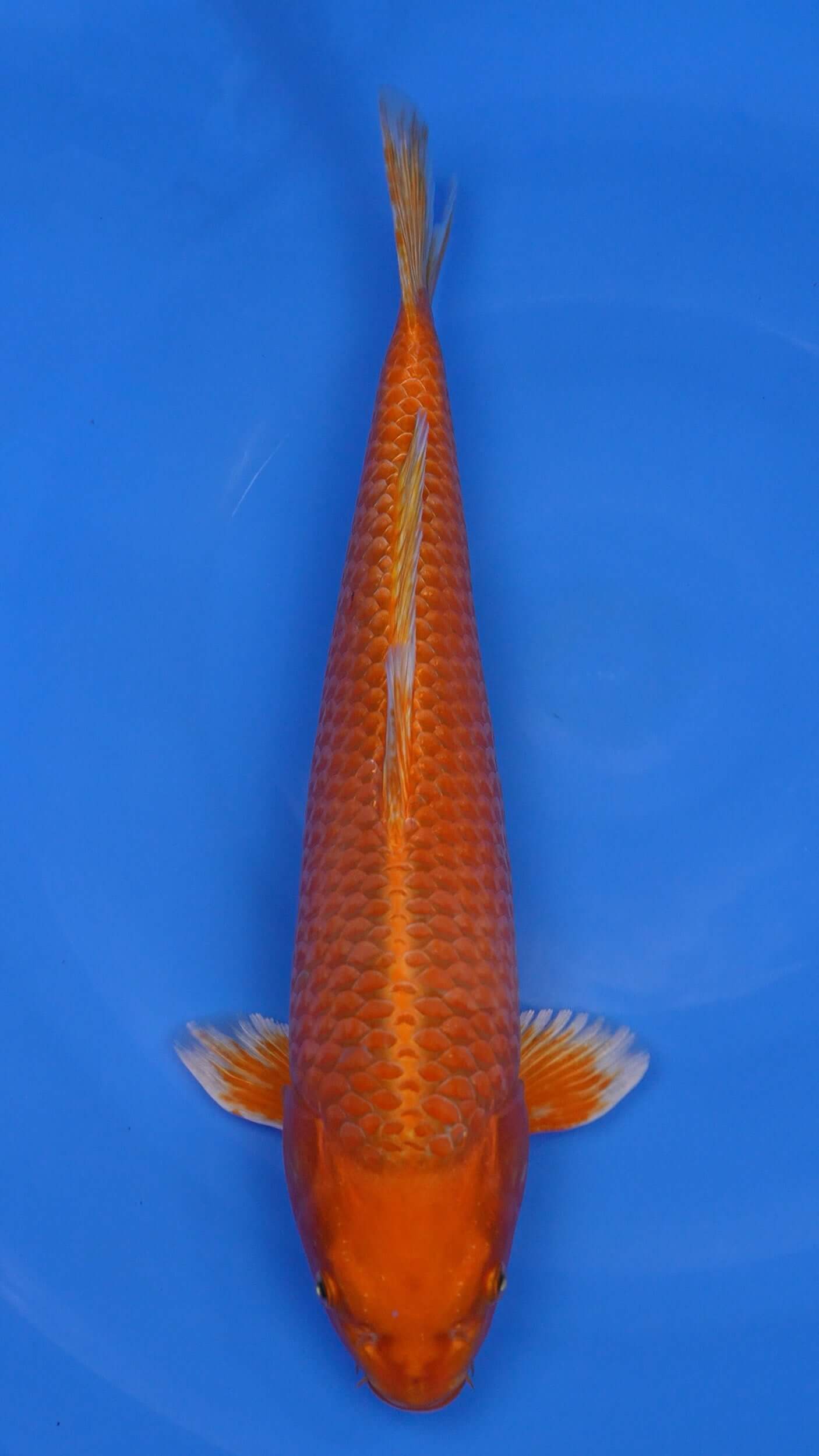 Orenji Ogon 18 inches - 250217085