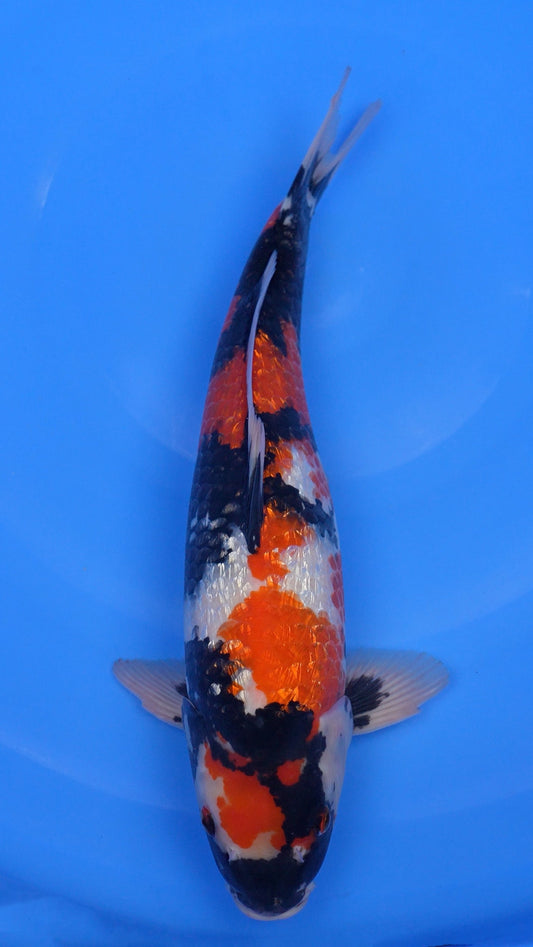 Gin Rin   Showa 18 inches - 250225184