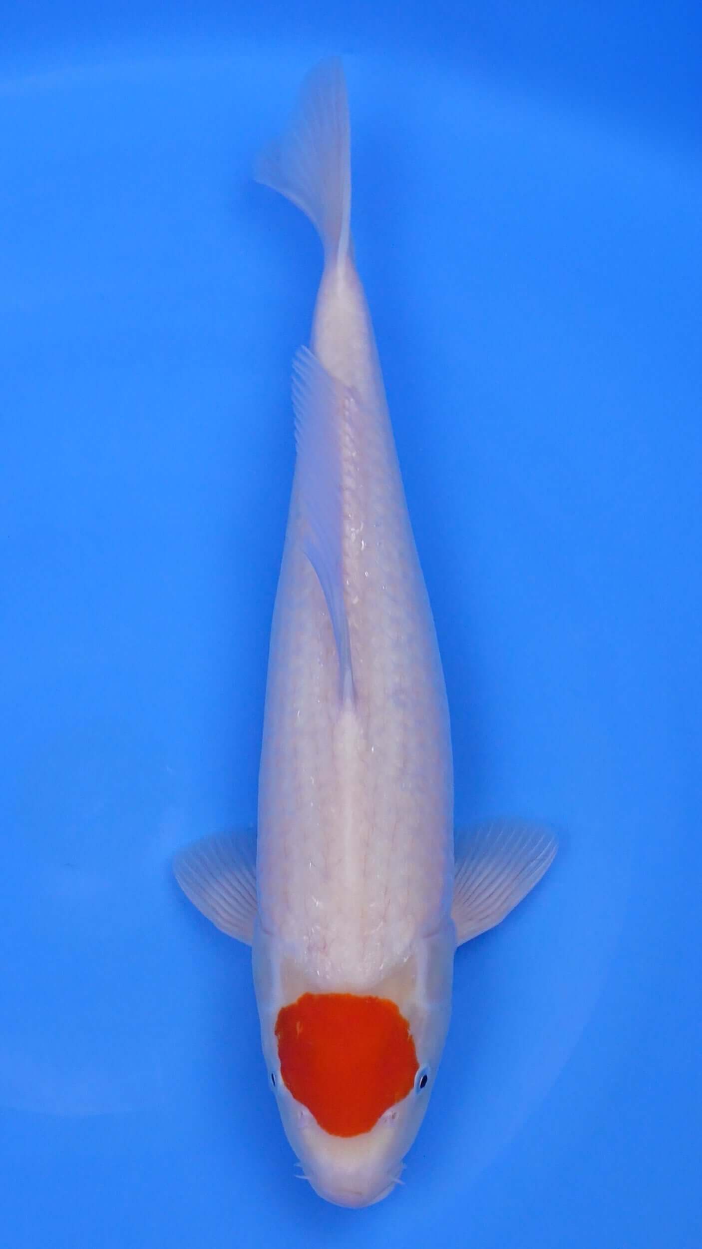Tancho  Kohaku 18 inches - 250240260