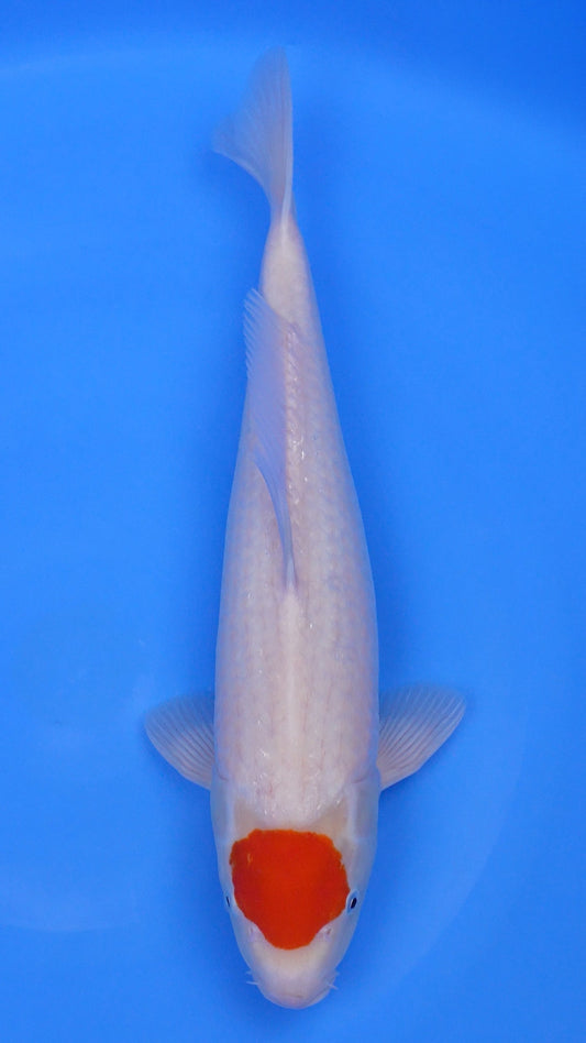Tancho  Kohaku 18 inches - 250240260