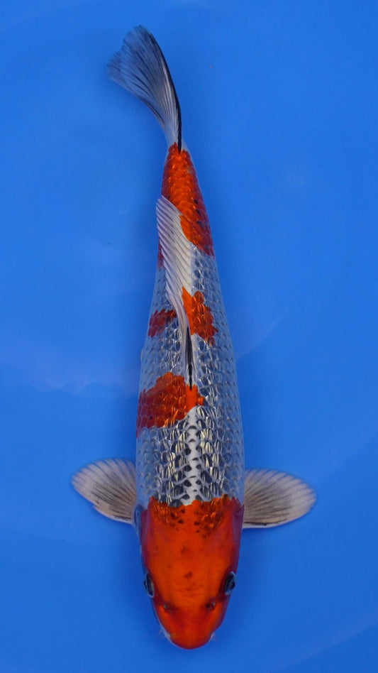 Gin Rin Kujaku 15 inches - 250243433 swimming in clear blue water.