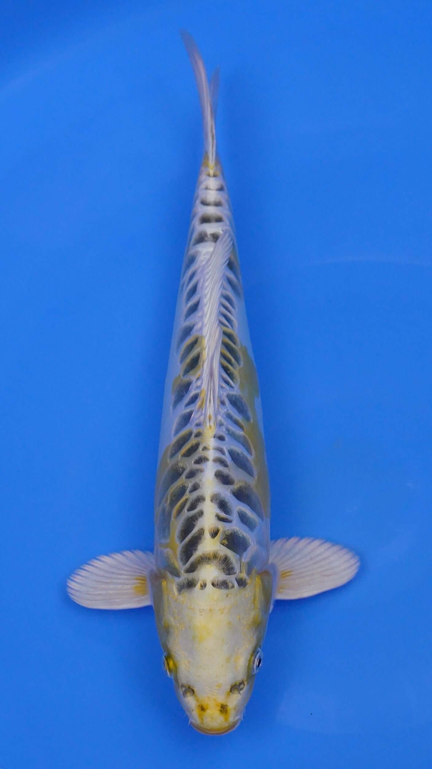 Yellow Dragon 16 inches - 250243436