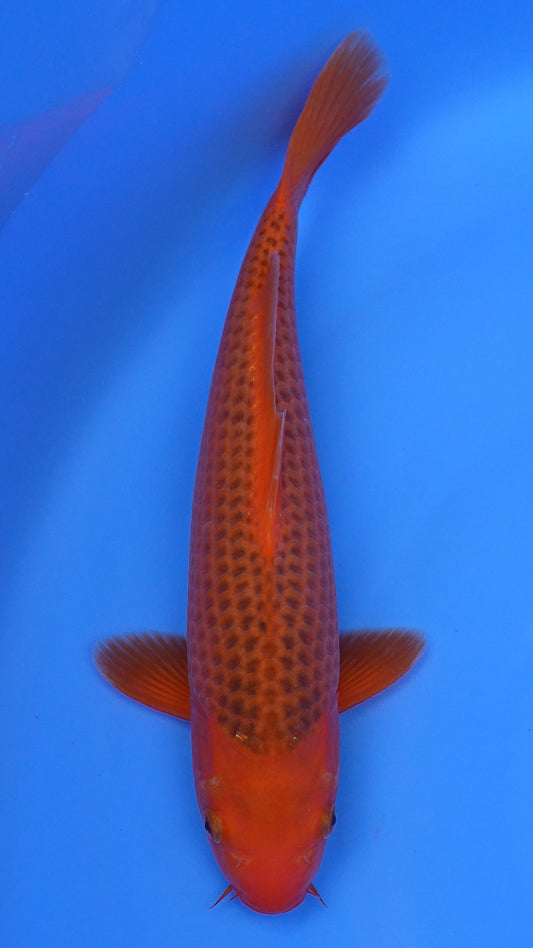 Aka Matsuba 15 inches - 250253195