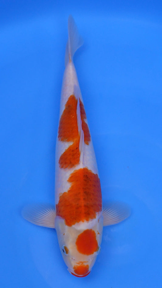 Ai Goromo 16 inches - 250253201