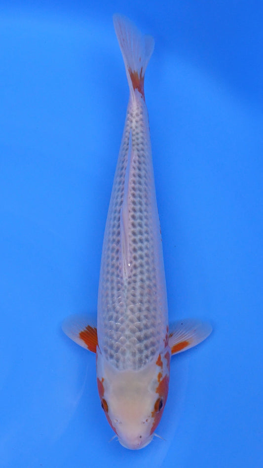 Asagi 16 inches - 250253202