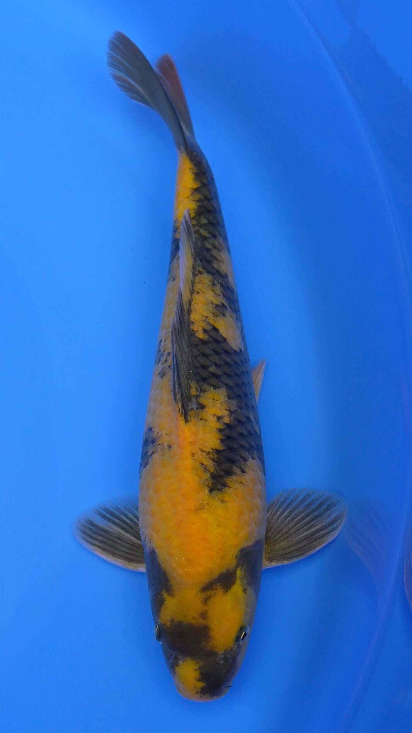 Ki Utsuri  15 inches - 250253203