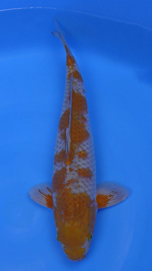 Ochiba 19 inches - 250255010