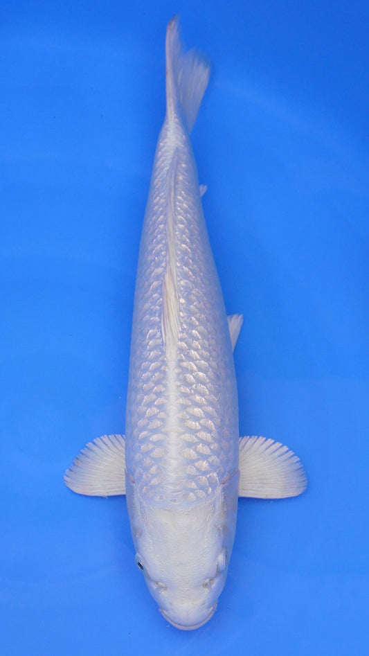 Gin Rin  Platinum Ogon 20 inches - 250255011