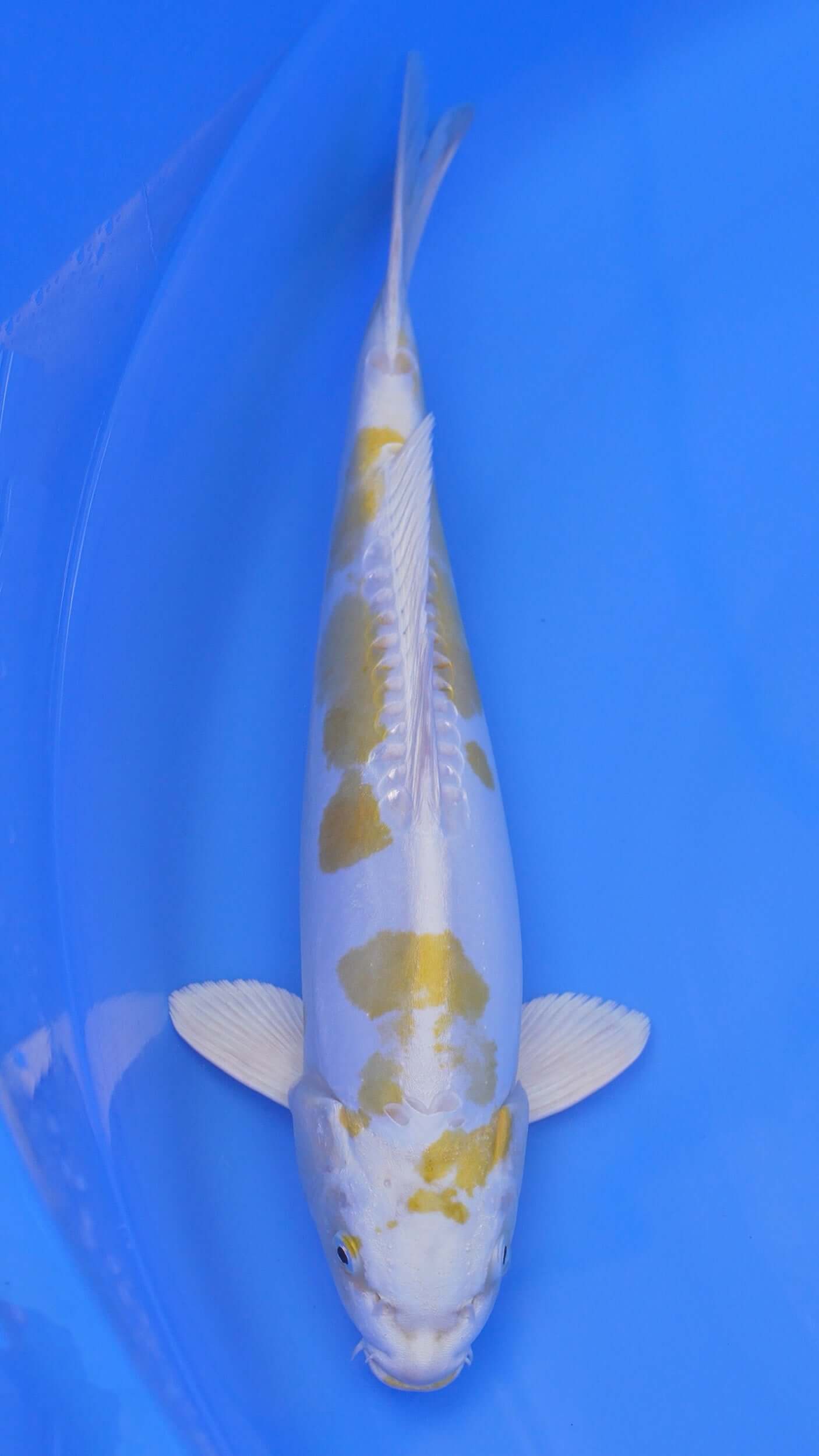 Doitsu   Hariwake 16 inches - 250255014