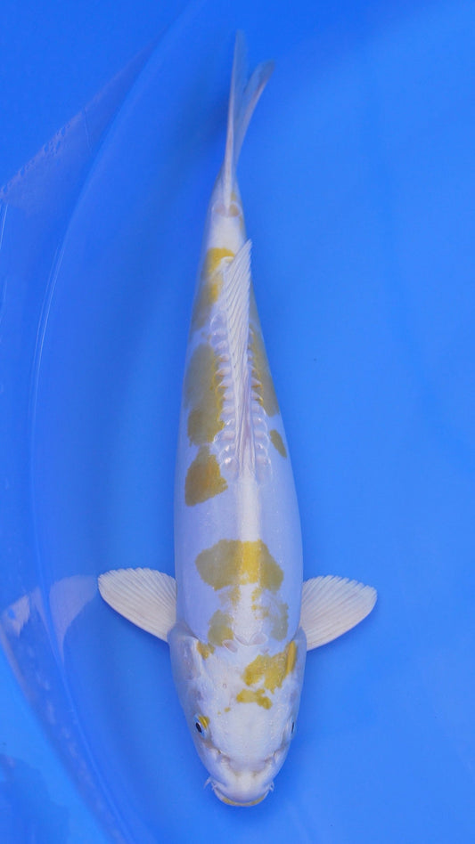 Doitsu   Hariwake 16 inches - 250255014
