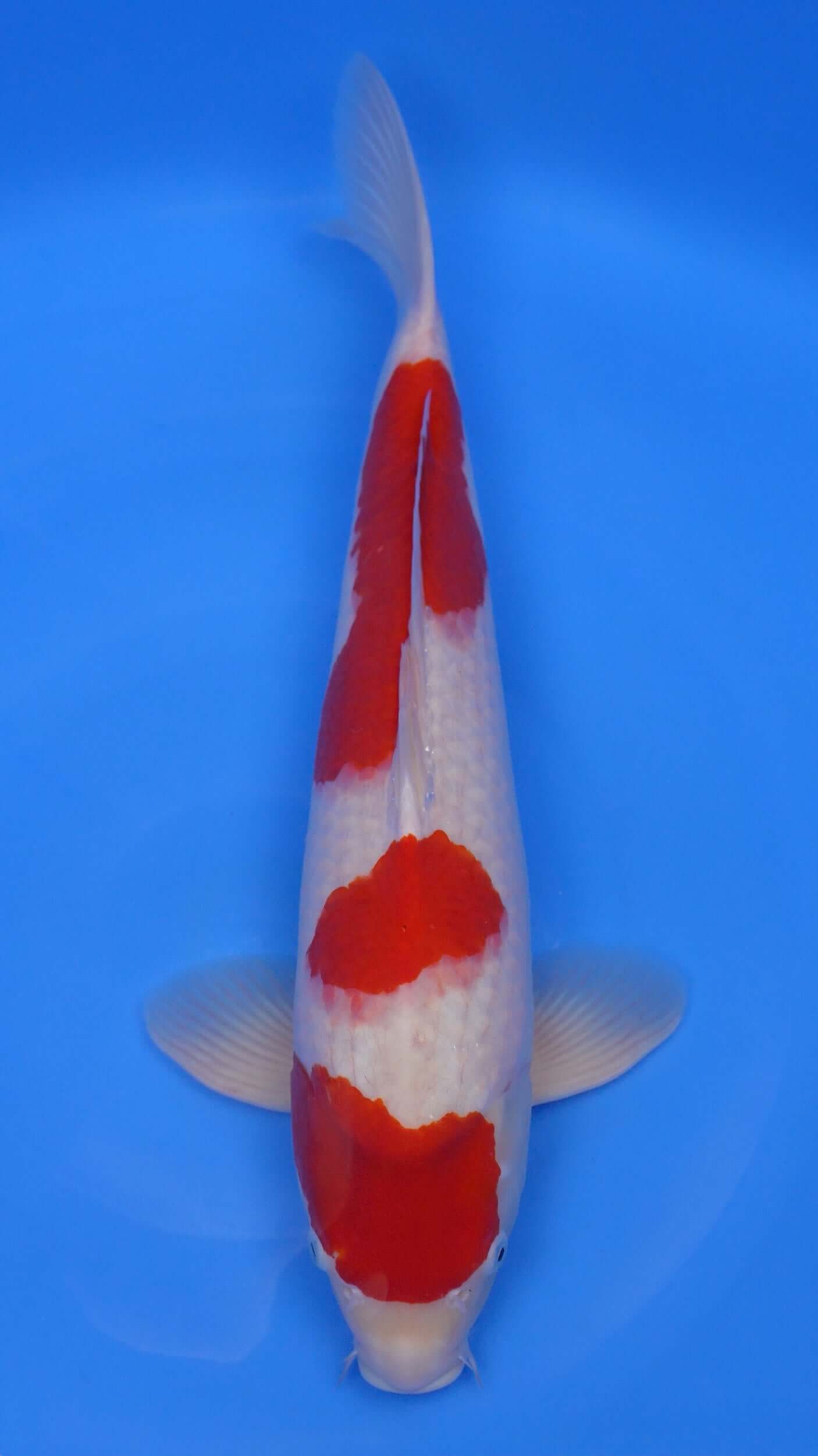 Kohaku 22 inches - 250255321