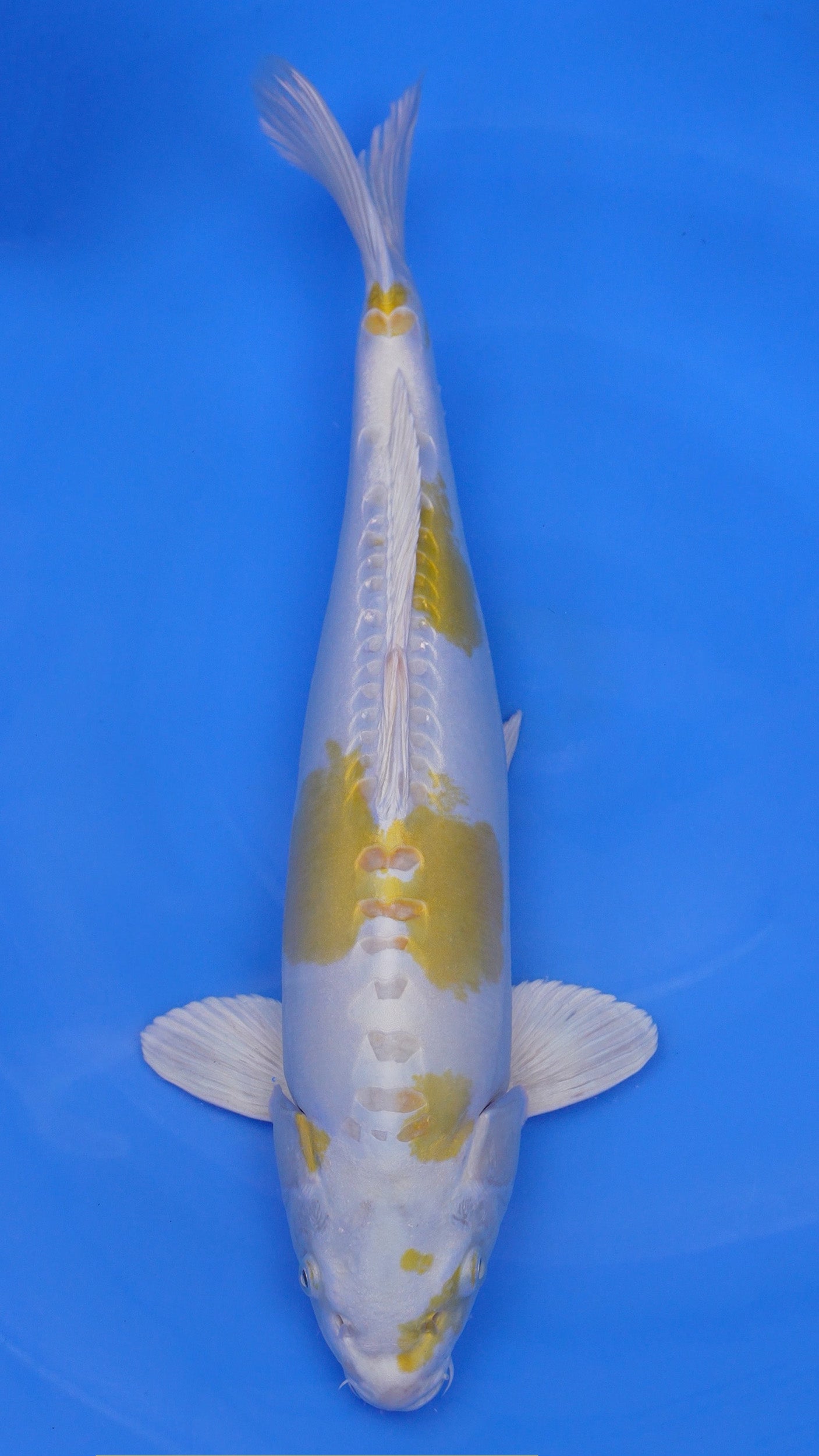 Doitsu   Hariwake 19 inches - 250267020