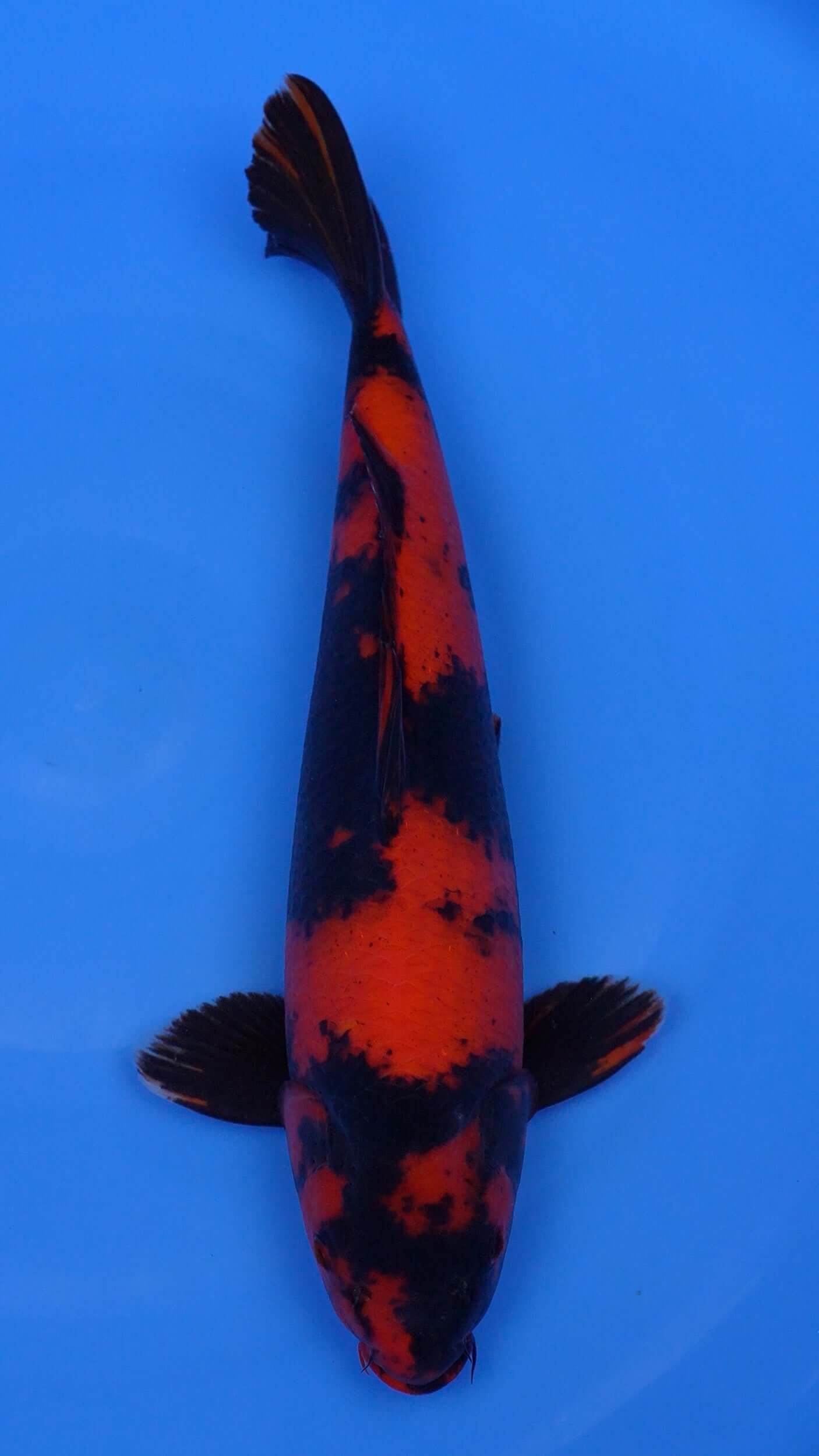 Hi Utsuri  18 inches - 250268336