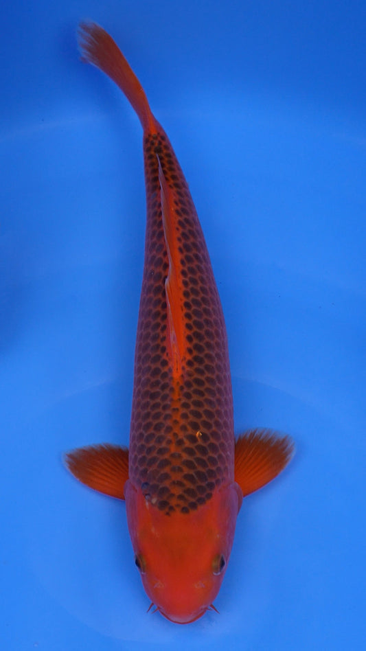 Aka Matsuba 18 inches - 250330396