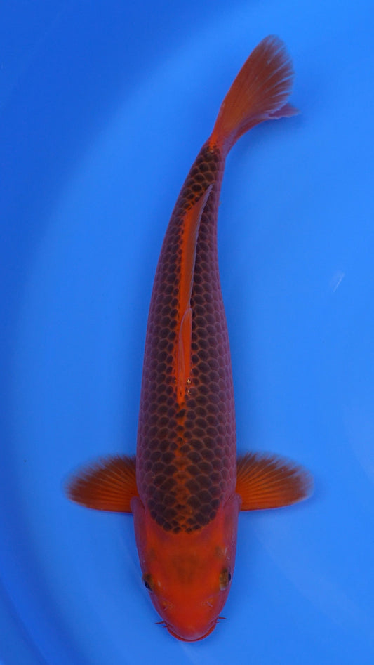 Aka Matsuba 18 inches - 250330397