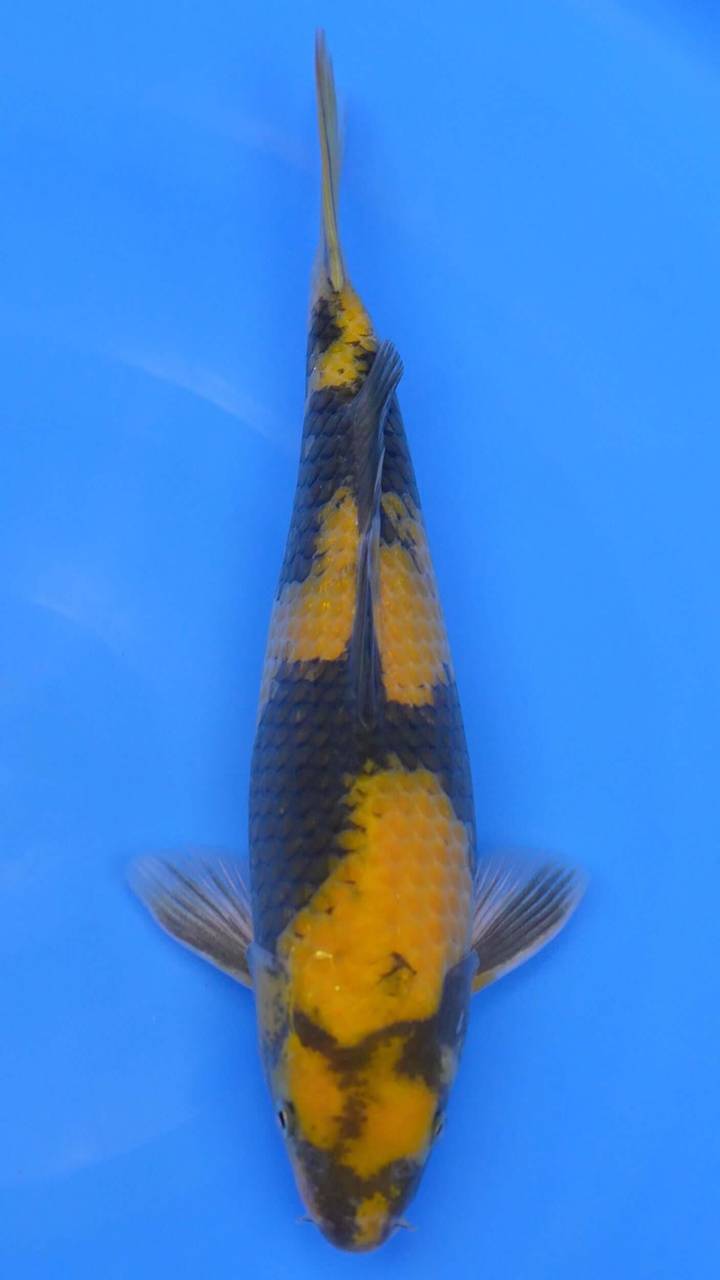 Ki Utsuri  15 inches - 250330399