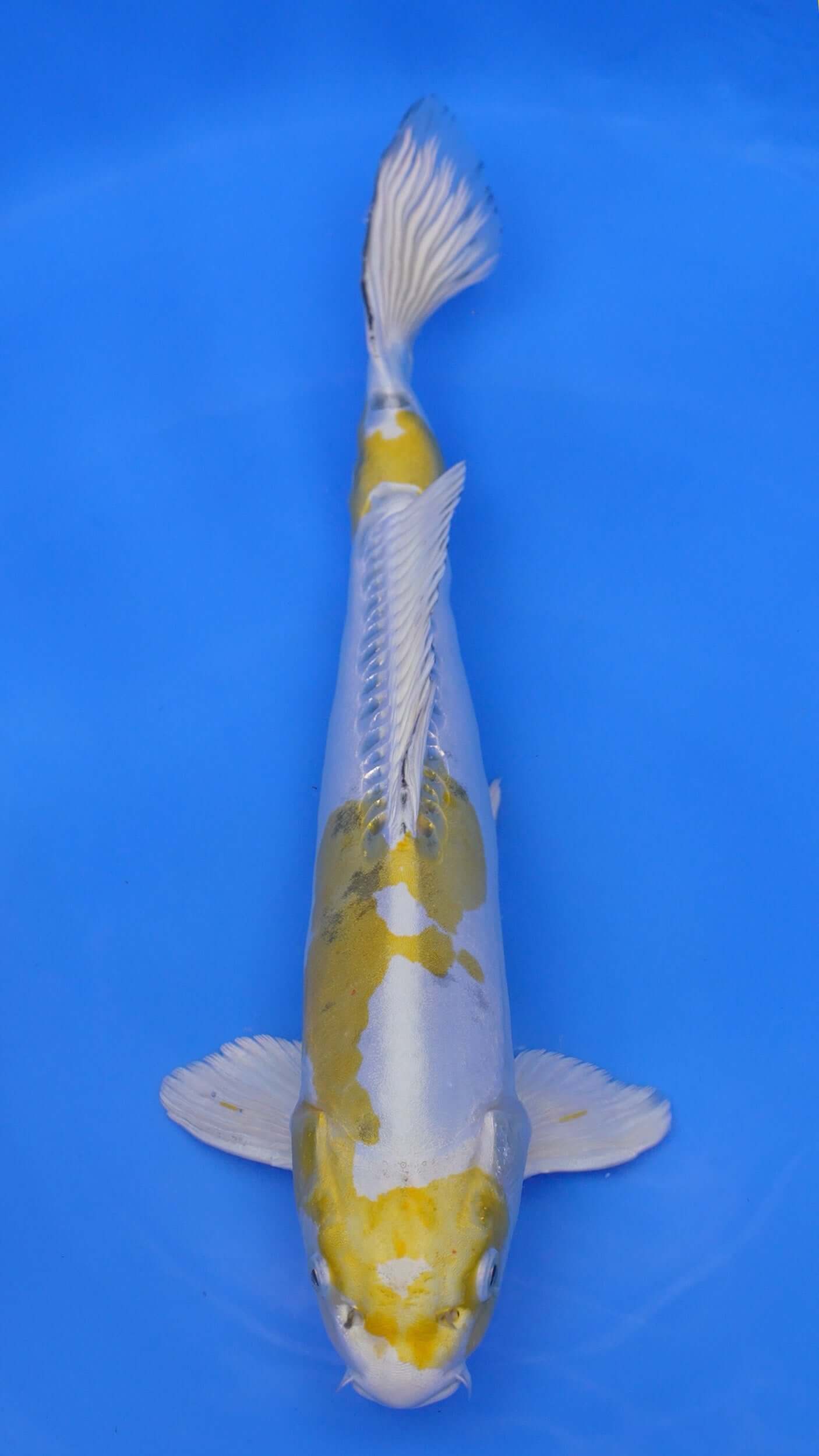 Doitsu  Yellow Yamato Nishiki 18 inches - 250332353