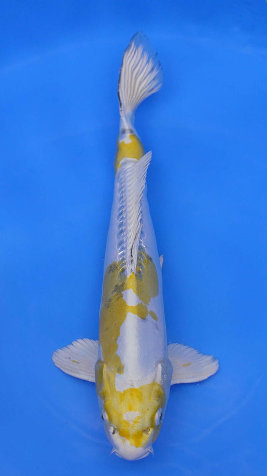 Doitsu  Yellow Yamato Nishiki 18 inches - 250332353
