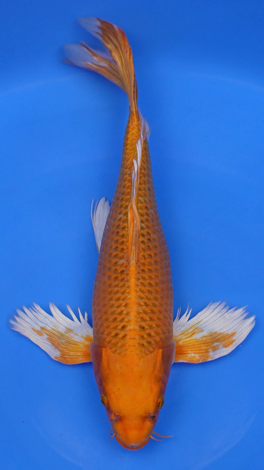 Long Fin Metallic  Kin Matsuba 20 inches - 250332354