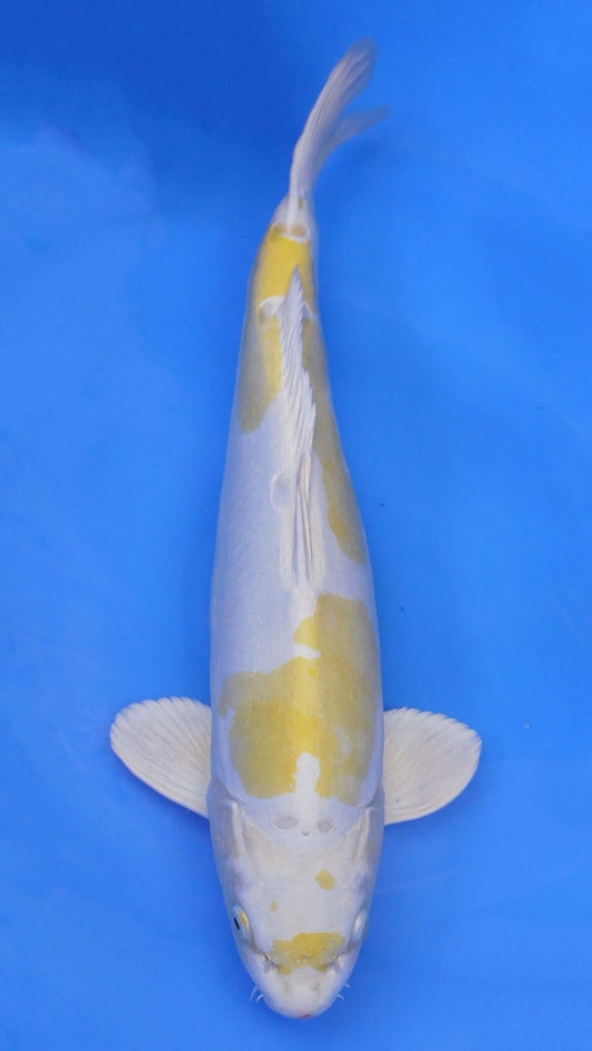 Doitsu   Hariwake 17 inches - 250332355