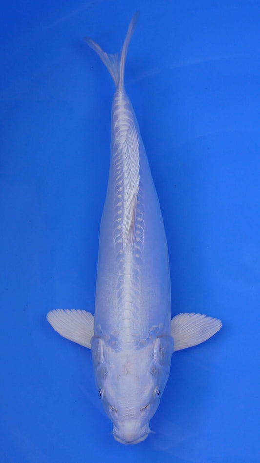 Doitsu  Platinum Ogon 18 inches - 250345188