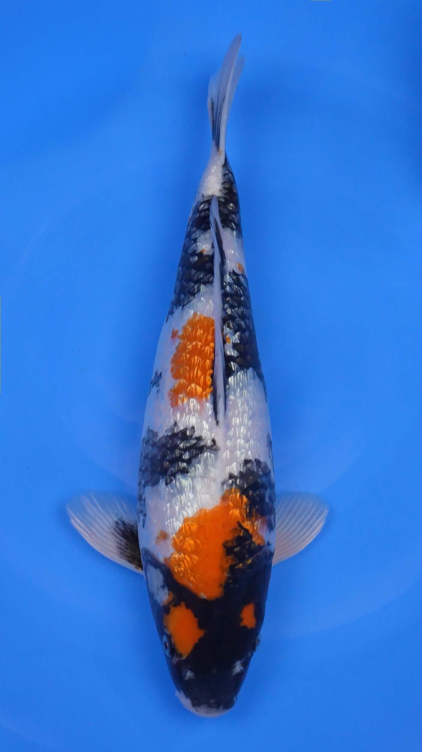 Gin Rin   Showa 19 inches - 250345275