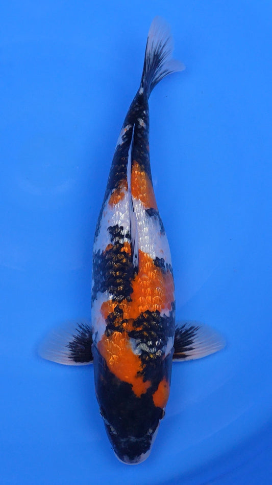 Gin Rin   Showa 18 inches - 250345277
