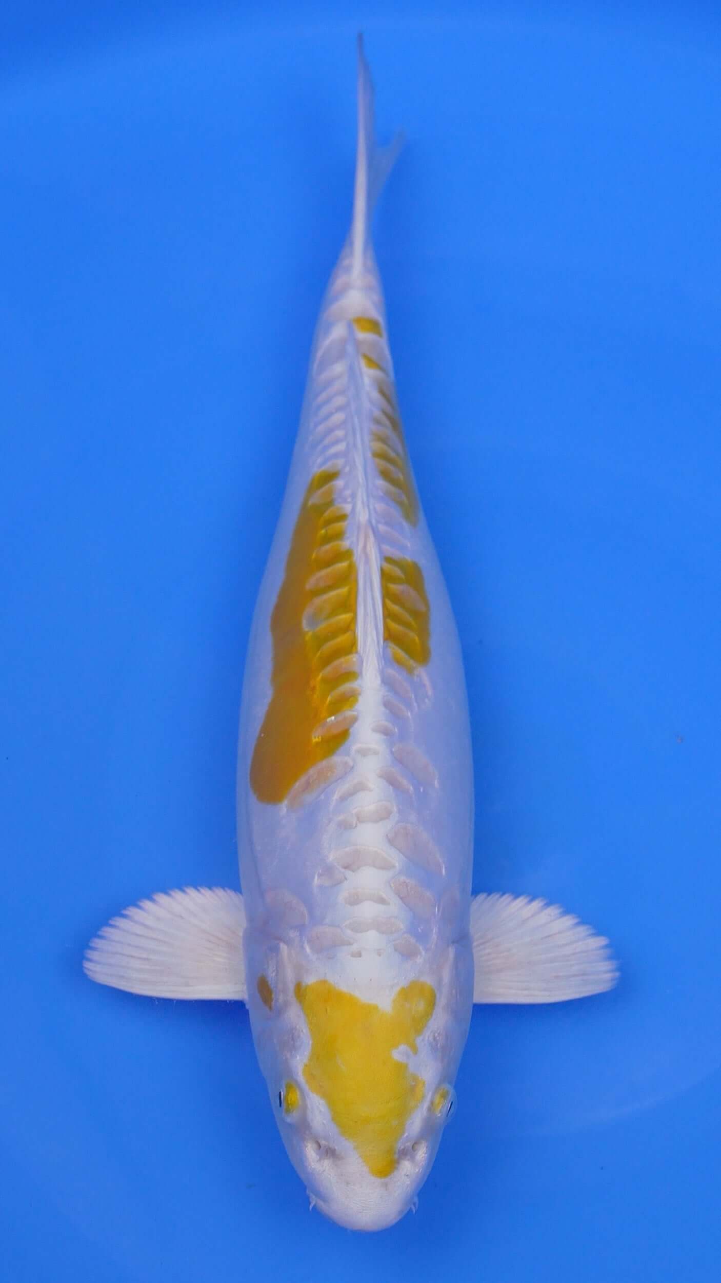 Doitsu   Hariwake 19 inches - 250370356