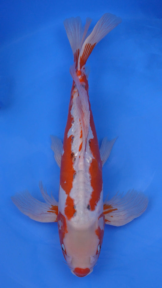 Long Fin    Shusui 22 inches - 250370358