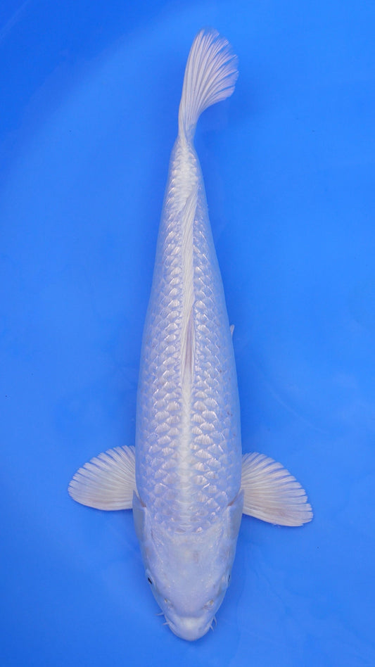 Gin Rin  Platinum Ogon 21 inches - 250383220
